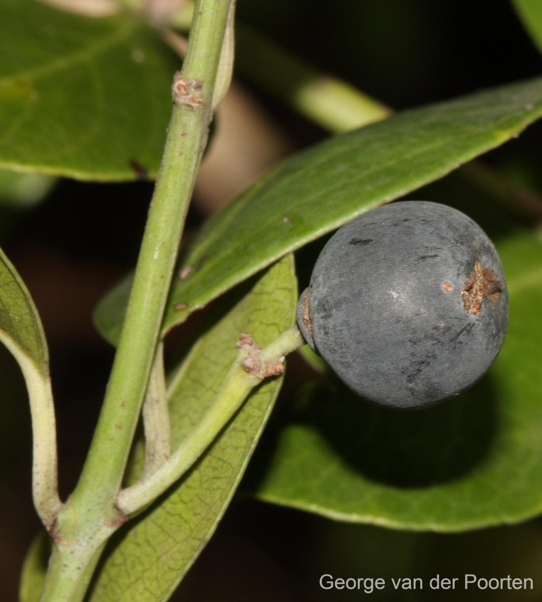 Scutia myrtina (Burm.f.) Kurz